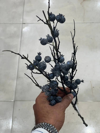 شاخه بلوبری بلند (چند شاخه وارداتی )